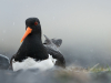 A photograph of an oystercatcher bird nesting