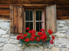 A photograph of a window box with roses spilling out of it