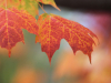 Red and orange autumn leaves.