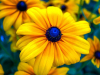 A photograph of a bright yellow flower with a florescent blue center