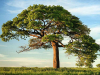 A photograph of a tree on a savannah with a blue sky above