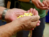 A pair of weathered hands cupping corn grains