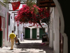 A picture of a secluded ancient city street where a tree loaded with red blooms sprouts from beside a stone building creating shade for those walking the street