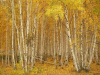 A stand of thin trees covered in yellow leaves