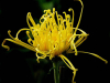 Jack Wolf, “Yellow spider mum,” 2009