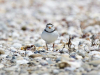 A bird standing on a pebble beach looking directly at the viewer