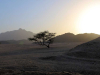 A spiny tree rises between sandy dunes as the sun rises in the right of the panel