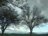 A photograph of bare trees against a cloudy sky