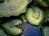 Water lilies floating on the surface of blue water