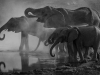 A black and white photo of elephants trumpeting at the edge of a water source