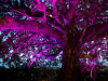 A fig tree as dusk, dramatically lit in purple from below