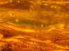 A close up the dense textures in a piece of amber