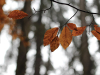 A closeup of browned leaves on a tree branch