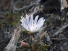 A wildflower sprouts from a mossy forest floor