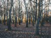 A forest, its floor littered with dead leaves