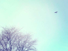 A photograph of a blue sky with a denuded tree in the bottom left hand corner