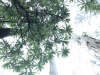 A photograph looking up into the canopy of a eucalyptus grove