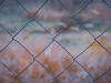 A closeup photograph of a feather, caught in a chainlink fence