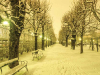 A tree lined walkway in Winter, with the walkway and trees covered in snow at sunset