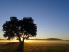 Sunrise with pinpoint of light through a tree