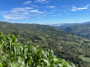 A photograph from inside of a corn field looking off into the distance, down the mountain under a bright blue sky