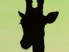 A silhouette of a giraffe's head on a lime green background