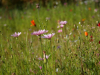 Wildflowers