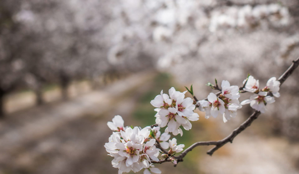 A close-up photograph of tree flowers