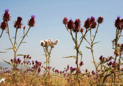 Alex Ringer, “Thistle-Garden (Cynara syriaca f. alba),” Jezreel Valley, Israel