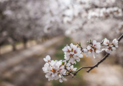 A close-up photograph of tree flowers