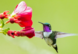 A photograph of a hummingbird hovering over a red flower