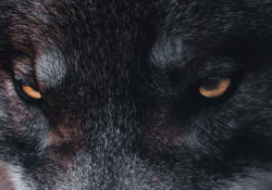 A detail of the image below focusing on the wolf's eyes