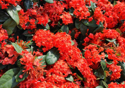 A photograph of red flowers against fat green leaves