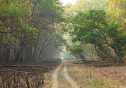 A photograph of a path carved through a grove of trees