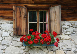 A photograph of a window box with roses spilling out of it