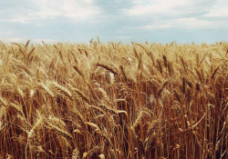 A photograph of mature plants in a wheat field, under a cloud-dotted blue sky