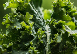 A closeup photograph of a head of kale