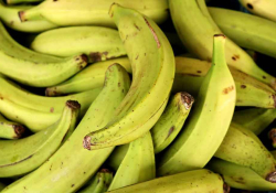 A photographic close-up of nearly ripe bananas