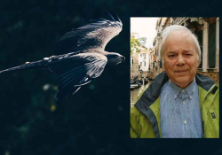 A photo of a falcon juxtaposed with a photo of Marc Alyn