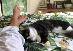 A photograph taken POV style as a pair of legs stretches out on a bed, nuzzled by a cat who is looking at the photographer