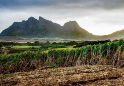 A photograph with a grassland in the foreground with a mountain rising up in the distance