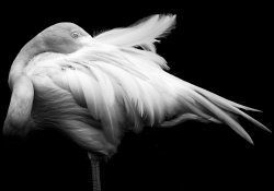 A black and white photo of a flamingo, dramatically lit from above