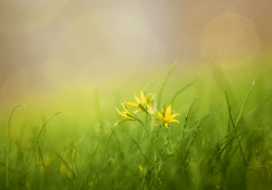 A closeup photo of leaves of grass, with rays of sun (lens flare) shining through them. 