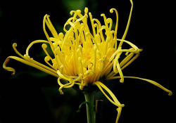 Jack Wolf, “Yellow spider mum,” 2009