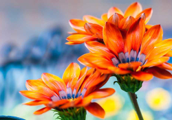 A close-up photograph of two orange flowers with lavender at their center