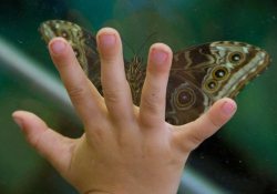 A child's hand pressed up against glass with a moth perched on the other side