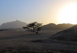 A spiny tree rises between sandy dunes as the sun rises in the right of the panel