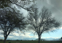 A photograph of bare trees against a cloudy sky