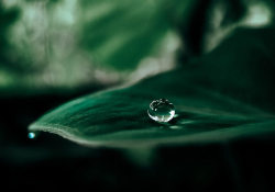 A photograph of a dewdroplet collected in a dark green leaf