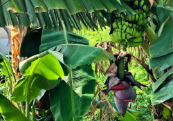 A dense tangle of tropical forest where bananas hang from the tree